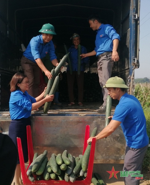 Phú Thọ: Người dân xã Văn Lang khá lên nhờ trồng bí